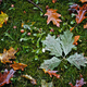 Illustration for article titled Shooting Challenge Fall Leaves Gallery 8